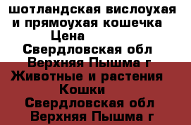 шотландская вислоухая и прямоухая кошечка › Цена ­ 5 000 - Свердловская обл., Верхняя Пышма г. Животные и растения » Кошки   . Свердловская обл.,Верхняя Пышма г.
